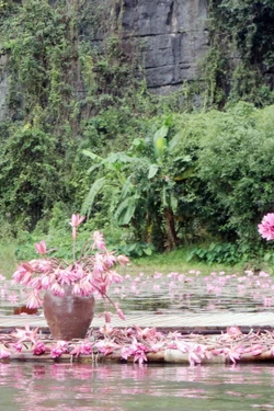 Sắc hồng Tam Cốc thu hút đông đảo du khách trong nước và quốc tế