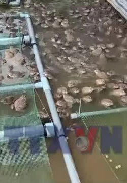 Tín dụng chính sách khơi thông sinh kế cho nông hộ