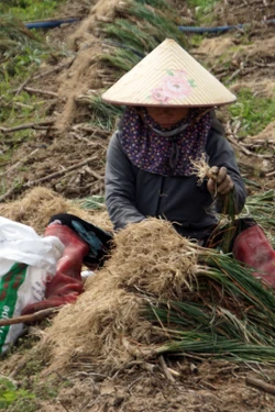 Gia Lai được mùa, được giá vụ kiệu Tết