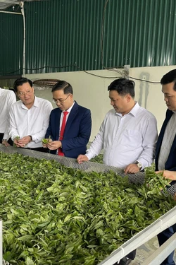 Thái Nguyên: Trao quyết định công nhận Làng nghề Chè Shan Tuyết