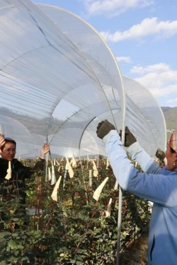 Hỗ trợ đồng bào vùng cao ứng phó rét đậm, rét hại và sương muối