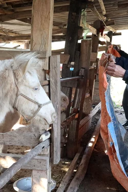 Phòng chống đói, rét cho vật nuôi ở vùng núi cao