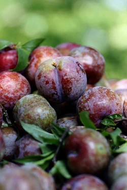 Mận chín sớm được mùa, được giá, người trồng mận Sơn La rất phấn khởi