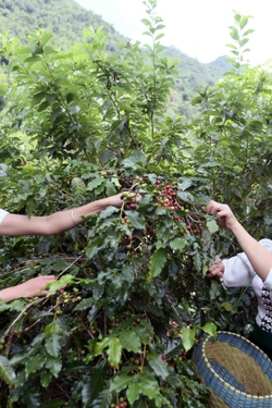 Cà phê Sơn La được mùa, được giá, nông dân phấn khởi