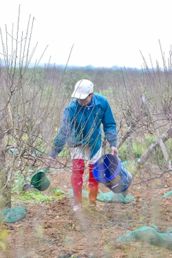 Thủ phủ đào phai xứ Thanh thay áo mới