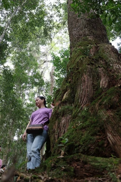 Khám phá rừng pơ mu - 'Di sản sống' nơi phía Tây Đà Nẵng