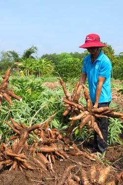 Mô hình liên kết '4 nhà': Bước ngoặt để ngành sắn phát triển bền vững