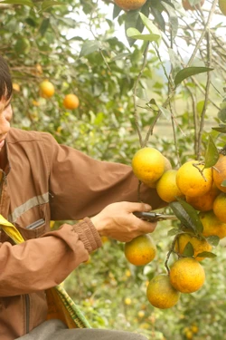 Chuẩn VietGAP, hữu cơ nâng tầm giá trị cây có múi