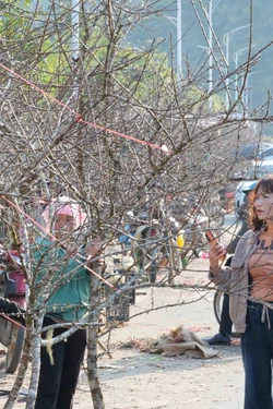 Nhộn nhịp chợ hoa Xuân phố núi Lai Châu