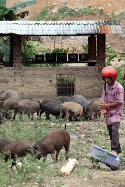 96 năm thành lập Đảng: Dấu ấn của Đảng trong phát triển kinh tế khu vực miền núi