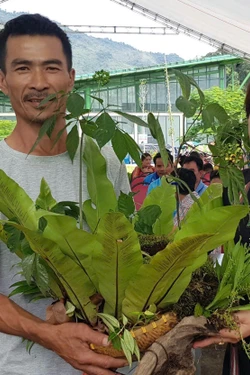 Độc đáo Hội thi sâm Ngọc Linh gây quỹ xóa nhà tạm cho hộ nghèo