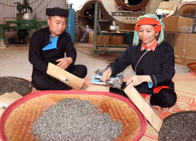 Cẩn thận đóng gói chè Shan tuyết, hoàn thiện sản phẩm trước khi đưa ra thị trường.