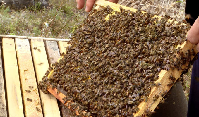 Thu hoạch lấy mật ong bạc hà trên vùng cao nguyên đá Đồng Văn (Tuyên Quang). Ảnh: TTXVN phát