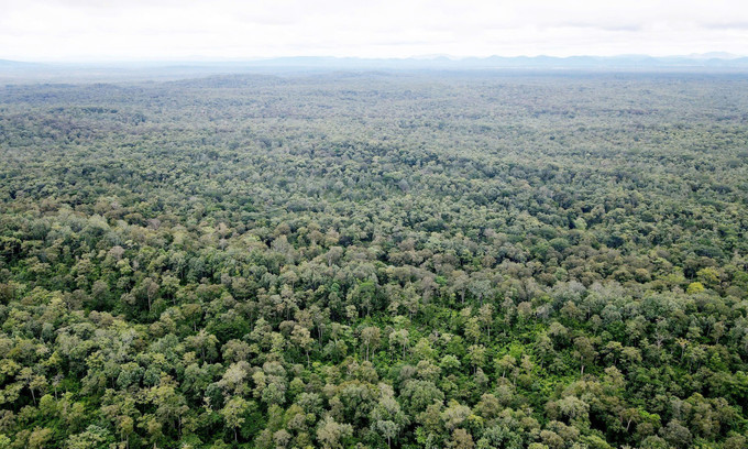 Một vạt rừng tự nhiên phía Tây tỉnh Lâm Đồng. Ảnh tư liệu: Hưng Thịnh/TTXVN