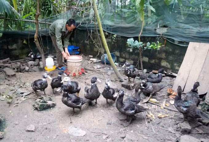 Mô hình nuôi vịt từ nguồn vốn ưu đãi. Ảnh: Việt Hoàng/TTXVN