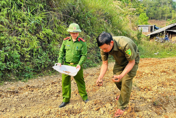 Cán bộ Công an xã Cán Tỷ hướng dẫn người dân lựa chọn, xử lý giống khoai sọ trước khi xuống giống. Ảnh: TTXVN phát