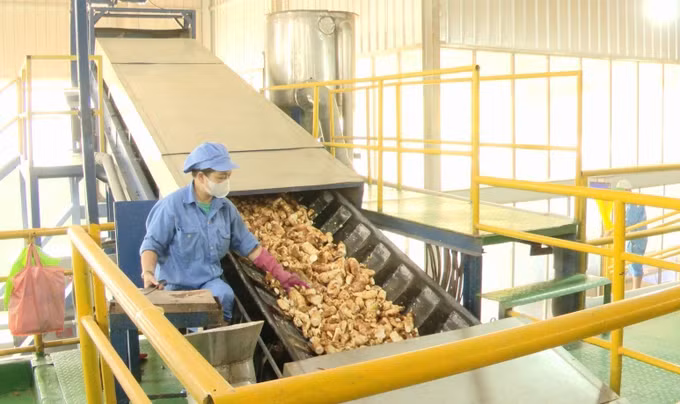 Nhiều nhà máy, xí nghiệp tại Quảng Trị đã mở rộng liên kết, nhập nông sản đầu vào ở vùng nông sản có mã số vùng trồng để nâng cao giá trị sản xuất.