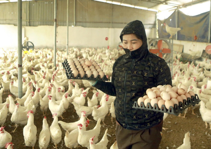 Mô hình nuôi gà đẻ trứng của bà Tôn Thị Chín, xã Đạo Trù, tỉnh Phú Thọ, cho thu nhập hơn 250 triệu đồng/năm.