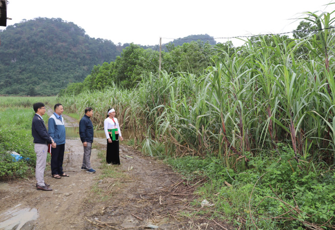 Đảng viên người dân tộc Mường tại xã Phú Long, tỉnh Ninh Bình tích cực tham gia phát triển kinh tế tại địa phương.