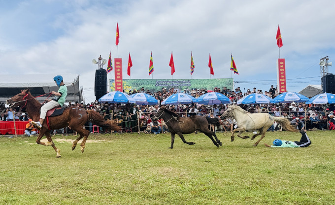 Nhiều kỵ sỹ không nắm chắc dây cương đã phải bỏ cuộc trong chặng đua.
