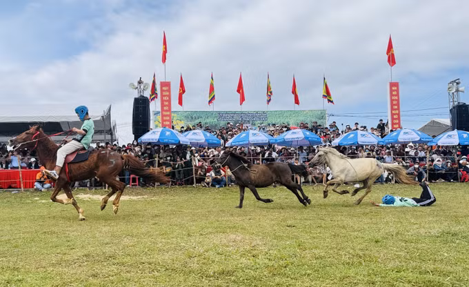 Nhiều kỵ sỹ không nắm chắc dây cương đã phải bỏ cuộc trong chặng đua.