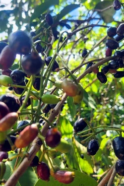 Mùa trâm chín mọng ở vùng Bảy Núi An Giang.