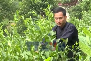 Chàng thanh niên dân tộc Tày với thương hiệu Chè Chốt 468