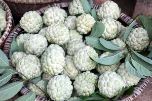 Trồng na trên núi giúp đồng bào vùng cao thoát nghèo