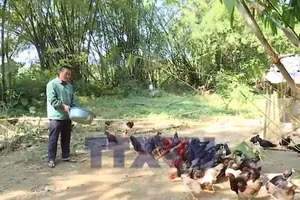 Mô hình kinh tế hiệu quả cho vùng dân tộc thiểu số