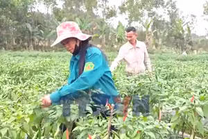Nâng giá trị nông sản từ đổi mới tư duy sản xuất