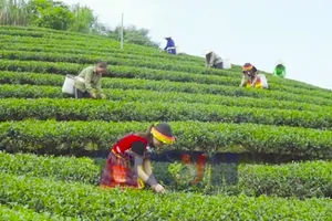 Vốn chính sách - Đòn bẩy tạo sinh kế bền vững