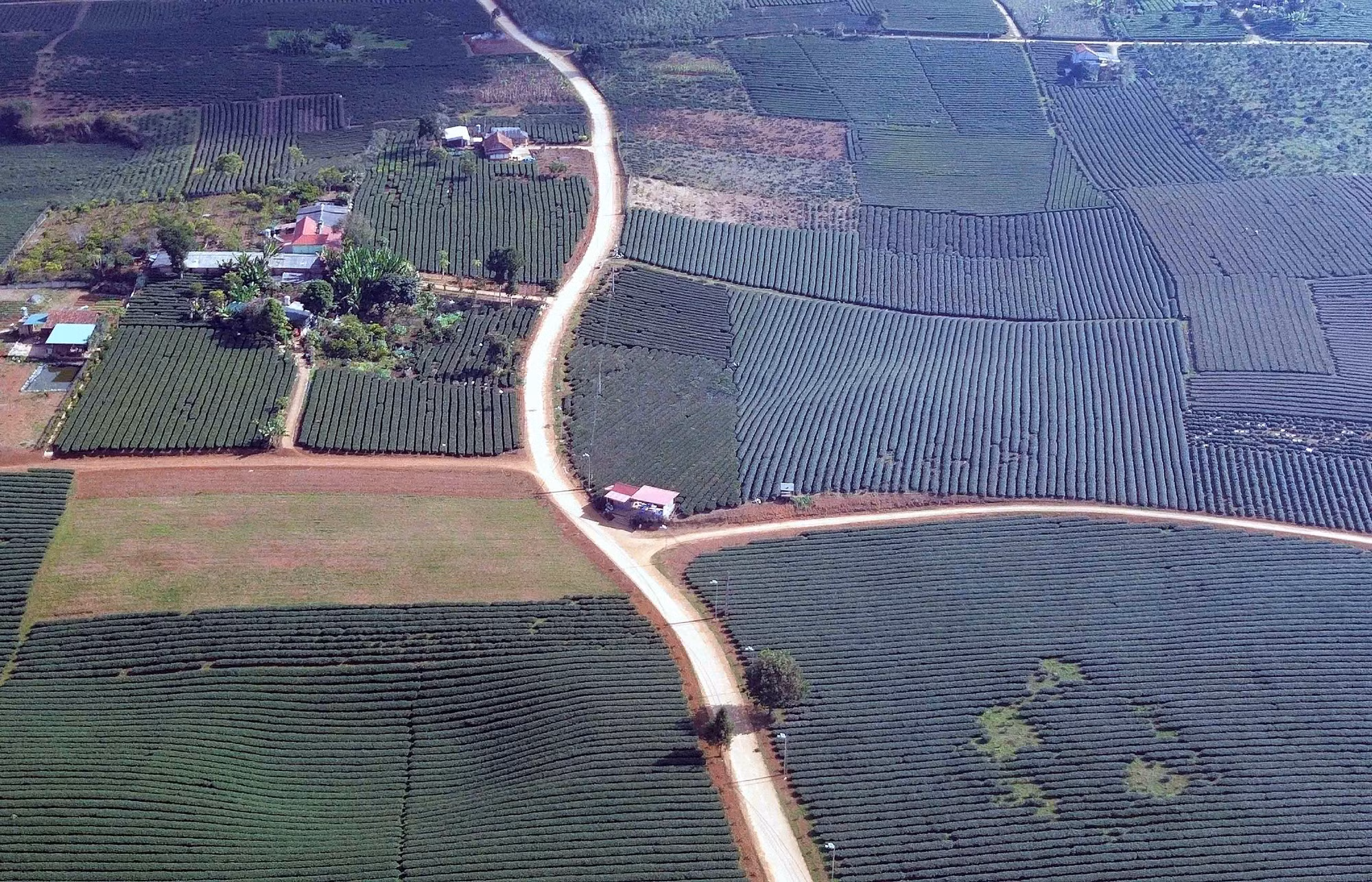 vung-che-binh-thuan-sla-4.jpg