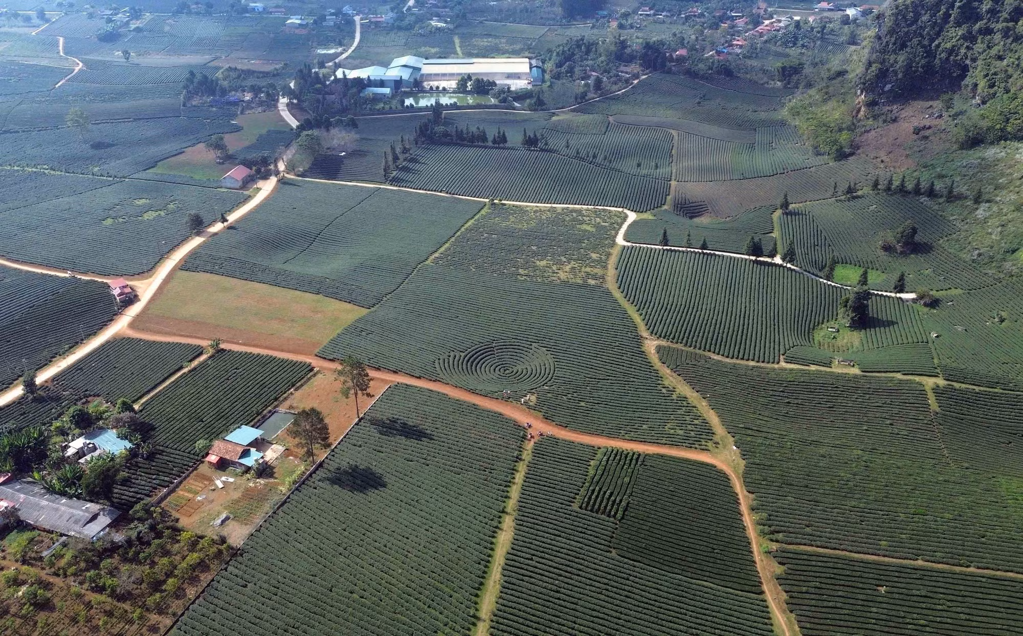 vung-che-binh-thuan-sla-12.jpg