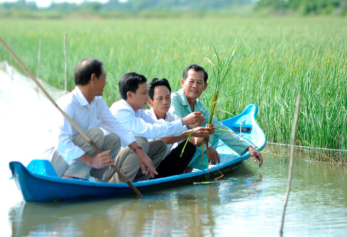Cán bộ nông nghiệp và bà con nông dân ở ấp Chòm Cao, xã Ninh Thạnh Lợi A, huyện Hồng Dân (Bạc Liêu) tìm hiểu về giống lúa ST-24 mới gieo cấy thử nghiệm trên đồng Chó Ngáp từ năm 2020, cho thu hoạch vụ đầu tiên vào đầu năm mới 2021 Xuân mới trên đồng Chó Ngáp ảnh 4