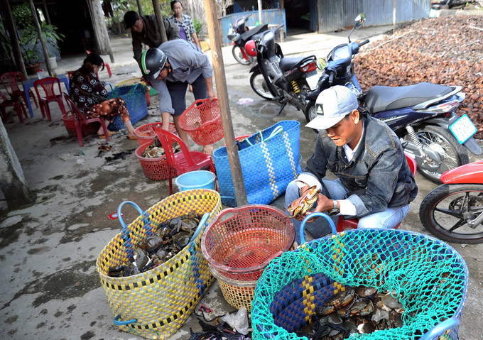Cùng với tôm sú và tôm thẻ, cua là loại vật nuôi có giá trị kinh tế, mang lại nguồn thu nhập cao cho bà con nông dân ở các xã Ninh Thạnh Lợi, Ninh Thạnh Lợi A, huyện Hồng Dân, tỉnh Bạc Liêu. Trong ảnh: Điểm tập kết, phân loại cua để bán ra thị trường ở ấp Chủ Chọt, xã Ninh Thạnh Lợi A, huyện Hồng Dân (Bạc Liêu) Xuân mới trên đồng Chó Ngáp ảnh 6
