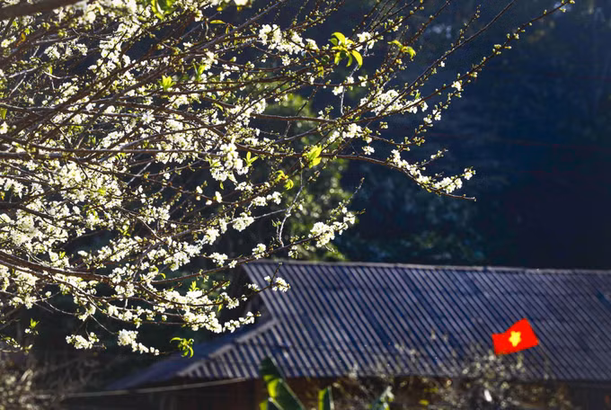 Màu mận trắng tinh khôi nơi thung lũng Phiêng Ban ảnh 4