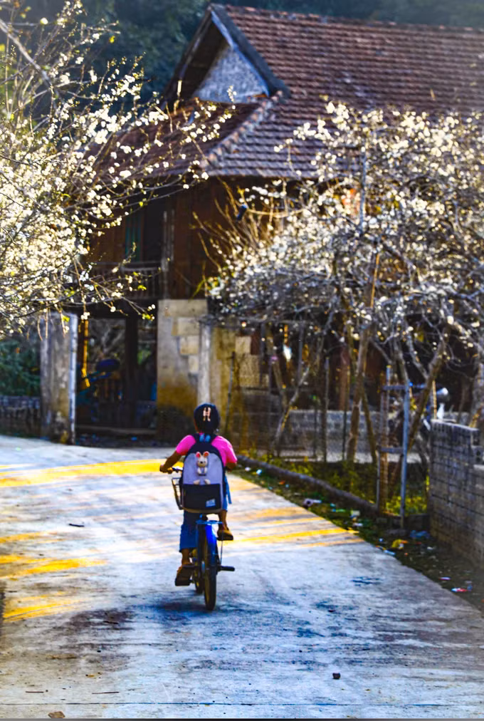 Màu mận trắng tinh khôi nơi thung lũng Phiêng Ban ảnh 5