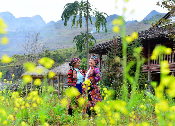 Những người phụ nữ dân tộc Lô Lô (Mèo Vạc, Hà Giang) chụp hình cùng hoa cải vàng. Ảnh: Nam Thái - TTXVN Mùa hoa cải vàng rực cao nguyên đá Hà Giang ảnh 3