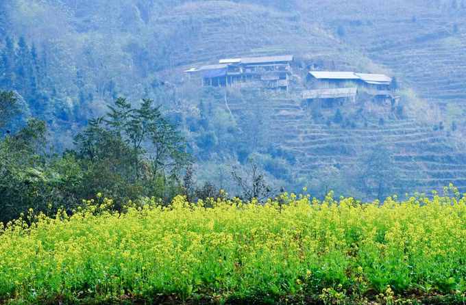 Mùa hoa cải vàng rực cao nguyên đá Hà Giang ảnh 4