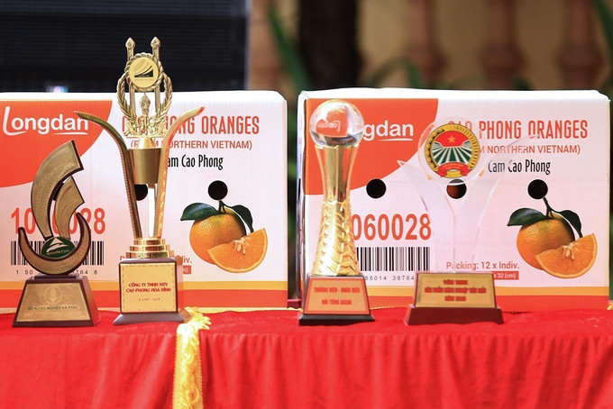Sản phẩm thương hiệu Cam Cao Phong lòng vàng từ lâu đã trở thành đặc sản nổi tiếng của tỉnh Hòa Bình. Ảnh: Trọng Đạt -TTXVN Xuất chuyến hàng cam Cao Phong đầu tiên sang Anh ảnh 5