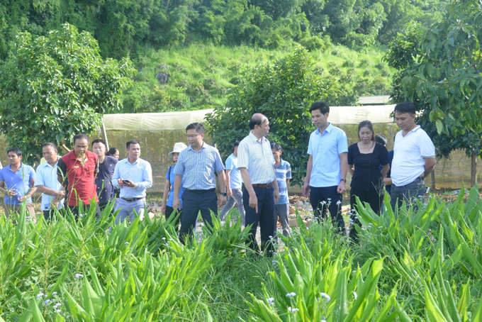 Các đại biểu tham quan mô hình trồng nghệ bọ cạp của Công ty Cổ phần Thương mại Duy Khánh tại xã Chiềng Ngần, thành phố Sơn La. Ảnh: Quang Quyết-TTXVN Phát triển bền vững vùng nguyên liệu cây ăn quả tại các tỉnh miền núi phía Bắc ảnh 6