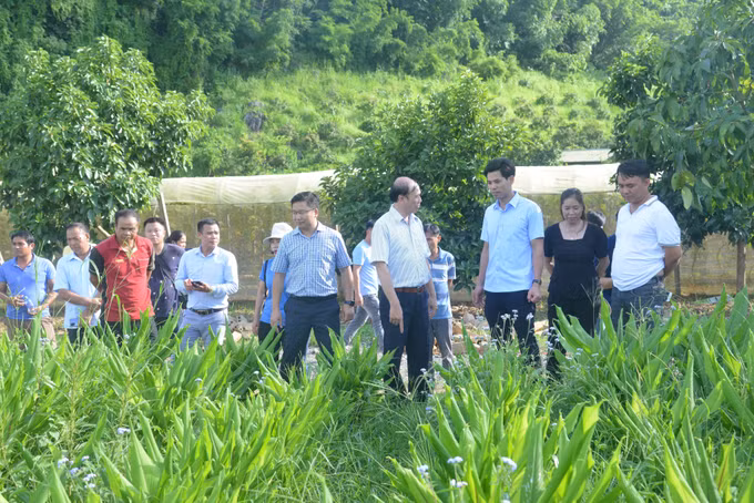 Phát triển bền vững vùng nguyên liệu cây ăn quả tại các tỉnh miền núi phía Bắc ảnh 6
