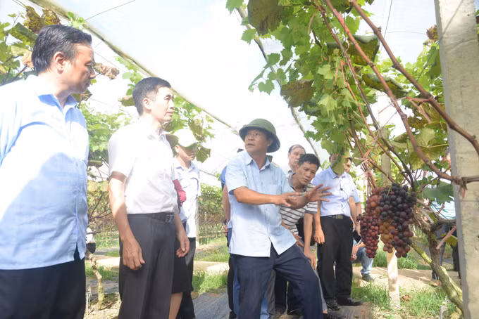 Phát triển bền vững vùng nguyên liệu cây ăn quả tại các tỉnh miền núi phía Bắc ảnh 3