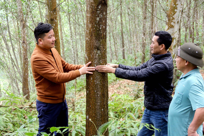 Cán bộ Công ty TNHH Lâm nghiệp Sơn Dương, tỉnh Tuyên Quang, kiểm tra quy trình trồng rừng theo tiêu chuẩn FSC. Ảnh: Quang Cường –TTXVN Tuyên Quang thêm những cánh rừng đạt chứng chỉ FSC ảnh 2