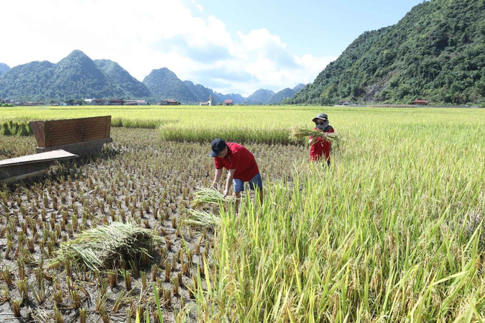 Du khách trải nghiệm gặt lúa bằng công cụ thô sơ cùng đồng bào tại thung lũng Bắc Sơn tháng 7/2022. Ảnh: Anh Tuấn – TTXVN Rực rỡ mùa vàng ở thung lũng Bắc Sơn ảnh 5