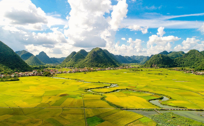 Đẹp rực rỡ mùa vàng ở thung lũng Bắc Sơn tháng 7/2022. Ảnh: Anh Tuấn – TTXVN Rực rỡ mùa vàng ở thung lũng Bắc Sơn ảnh 4