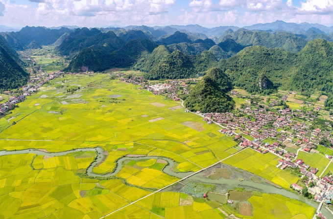 Đẹp rực rỡ mùa vàng ở thung lũng Bắc Sơn tháng 7/2022. Ảnh: Anh Tuấn – TTXVN Rực rỡ mùa vàng ở thung lũng Bắc Sơn ảnh 3