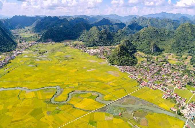 Rực rỡ mùa vàng ở thung lũng Bắc Sơn ảnh 3