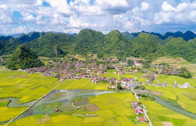 Đẹp rực rỡ mùa vàng ở thung lũng Bắc Sơn tháng 7/2022. Ảnh: Anh Tuấn – TTXVN Rực rỡ mùa vàng ở thung lũng Bắc Sơn ảnh 1