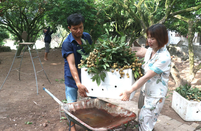 Thu hoạch nhãn hữu cơ tại gia đình ông Bùi Xuân Sử, thôn Nễ Châu, xã Hồng Nam, thành phố Hưng Yên. Ảnh: Đinh Văn Nhiều-TTXVN Hấp dẫn với tour trải nghiệm vườn nhãn ở Hưng Yên ảnh 3